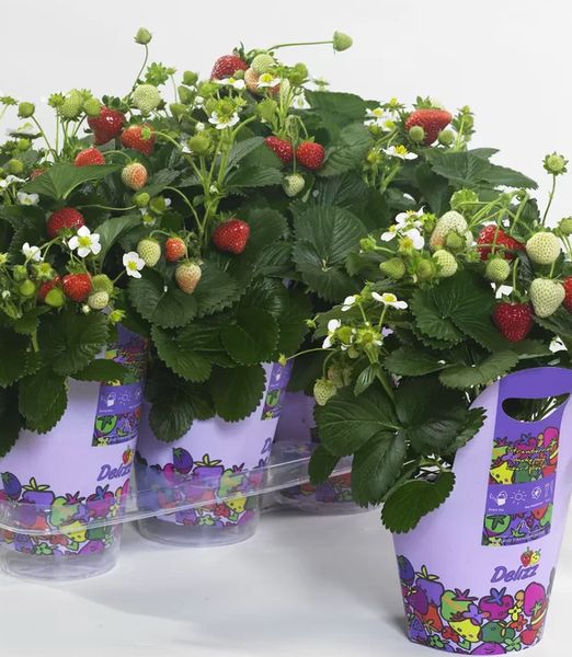 Fragaria x ananassa 'Delizz F1'